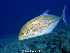 High speed - a bluefin trevally very close by Andre Philip 